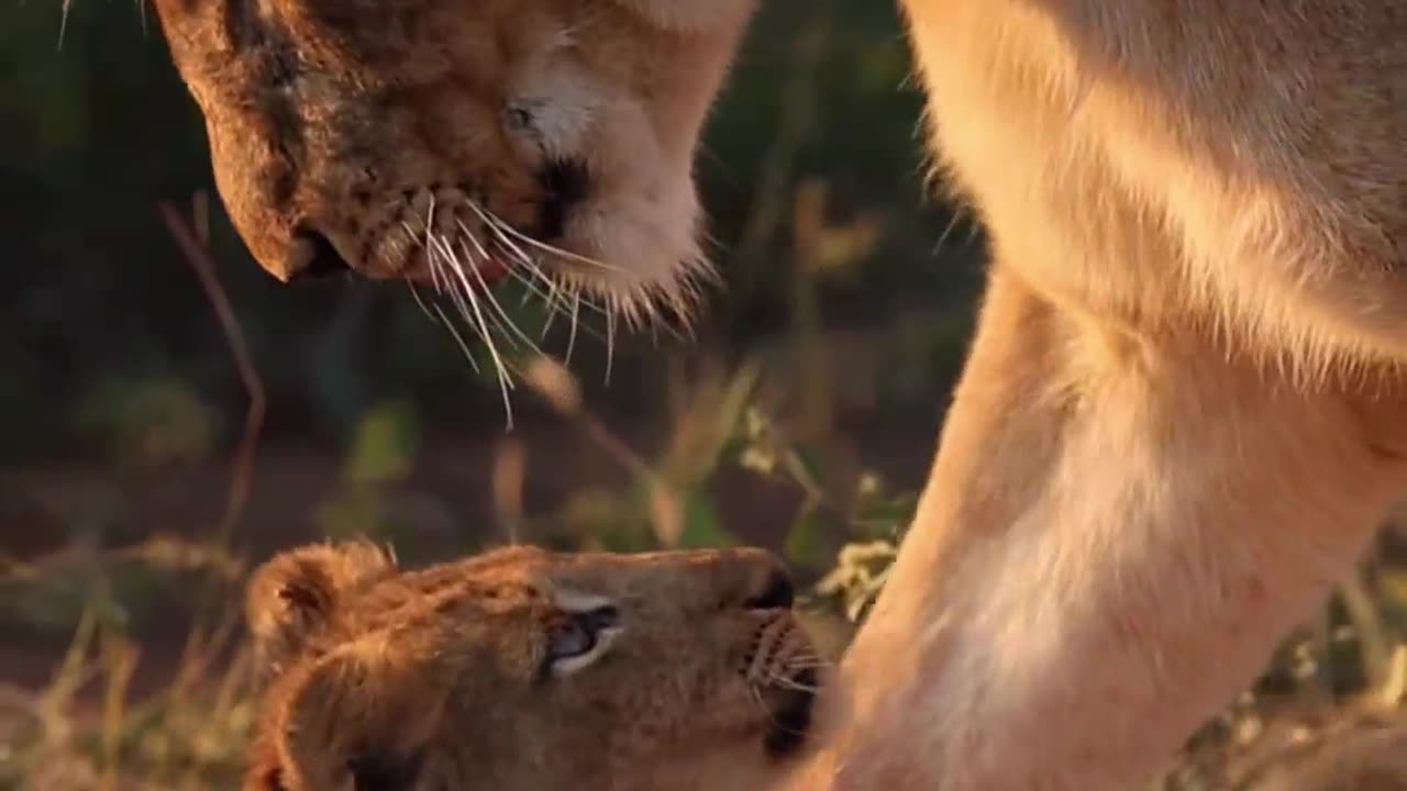 South Africa forest mother lion and son funny moments 😄