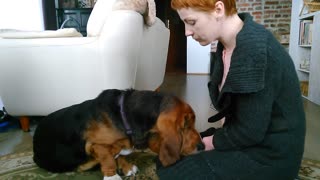 Basset Hound aprende a dar besos a cambio de premios