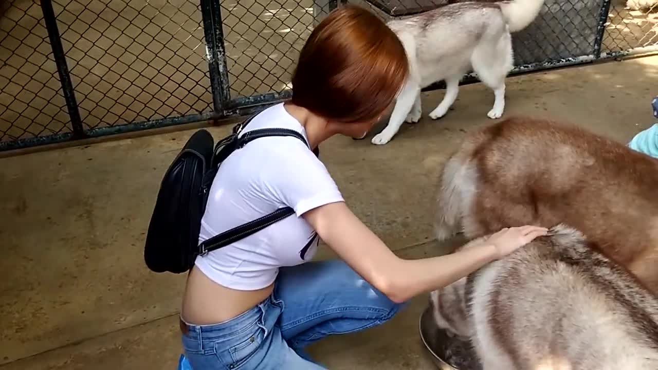 Husky Cafe in Bangkok is heaven on Earth