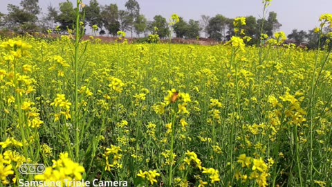 A trip to Khirai the valley of flower.