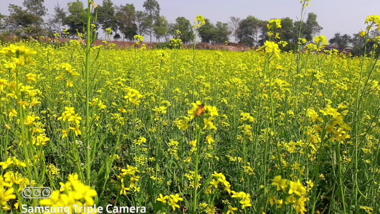 A trip to Khirai the valley of flower.