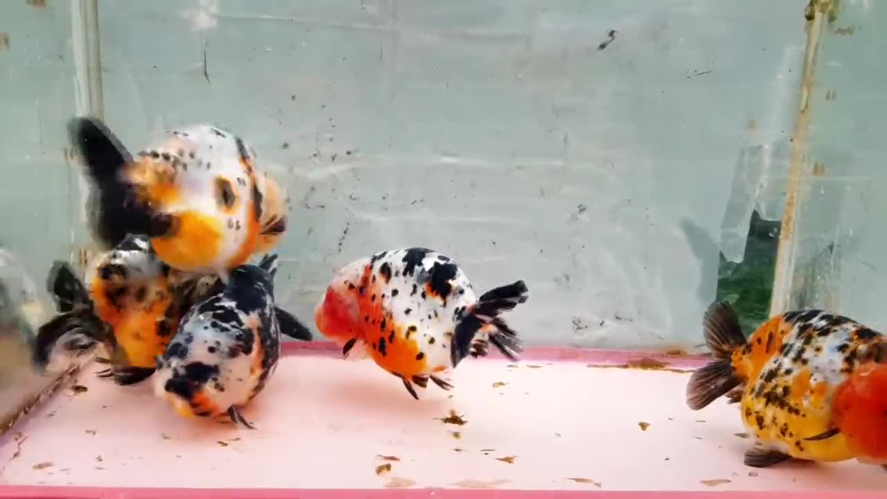 The most beautiful Calico Ranchu goldfish collection-4