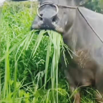 Buffalo reaction for human