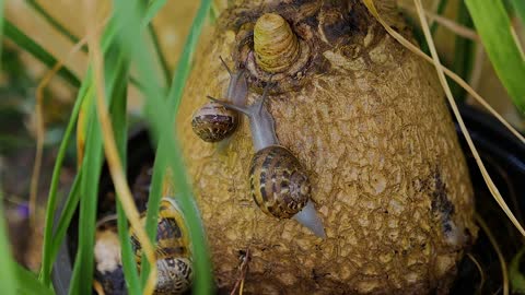 Nature Little Animal Wildlife Desktop Refreshment