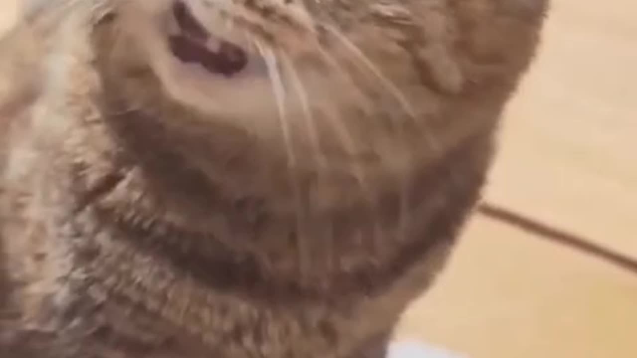 Cat meowing to attract cats