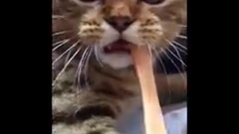 Cats funny
