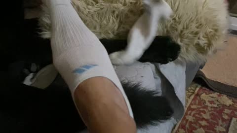 German Shepherd Helps Remove Socks