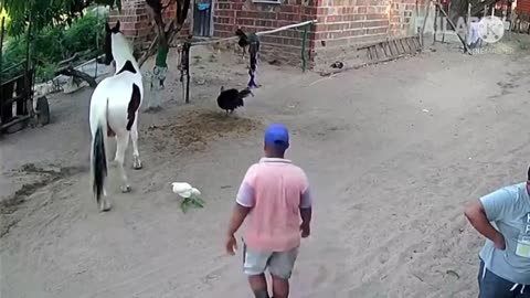 Funny Videos 2024