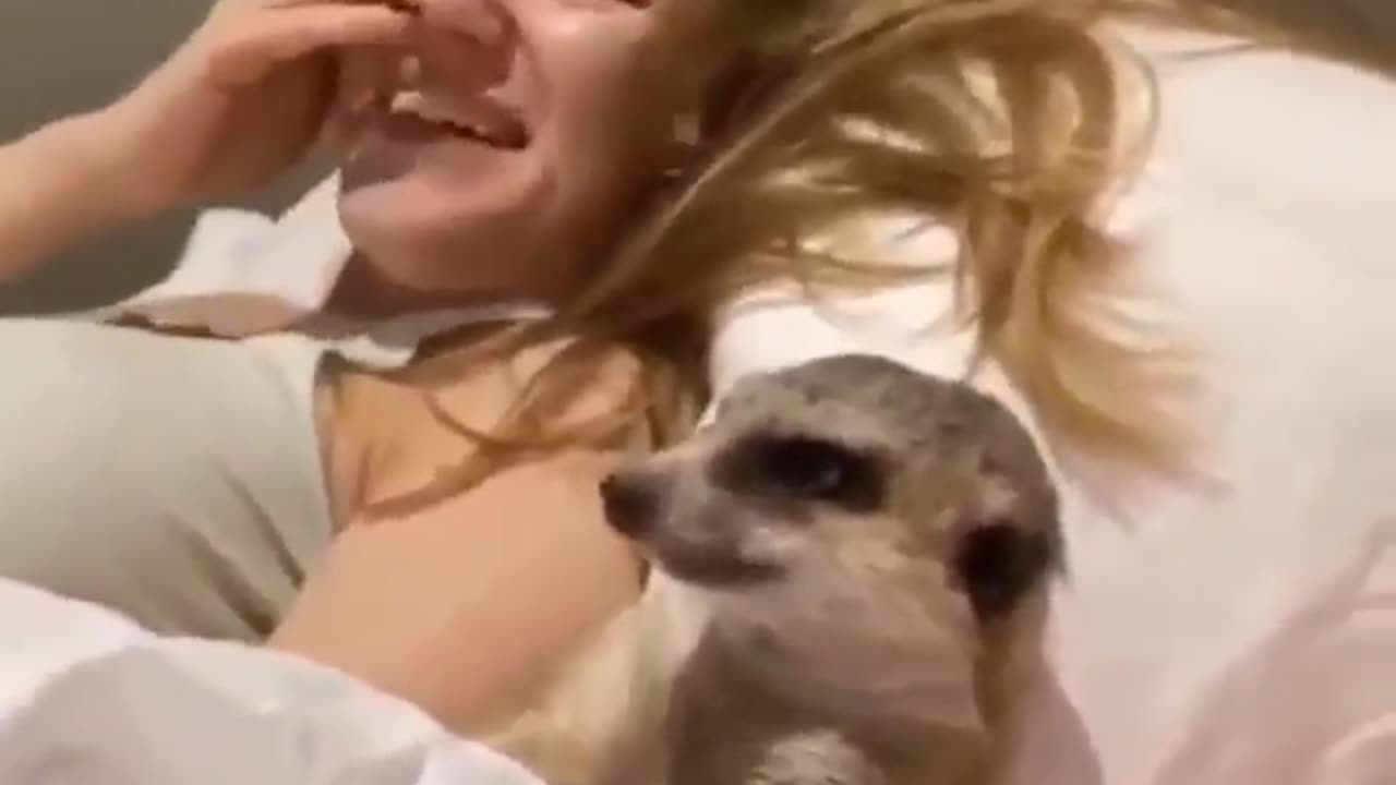 Animal Try to Sleep