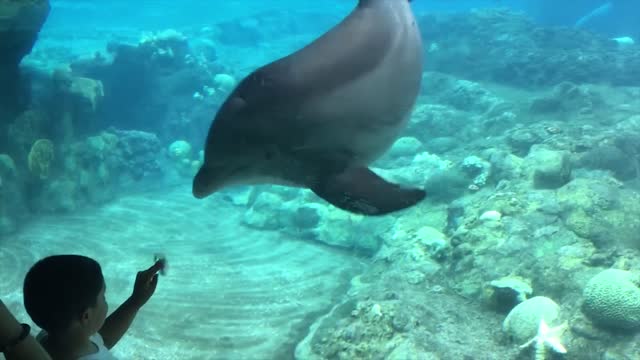 Funny Kids at the Aquarium | Girl SPOOKED By A Beluga Whale!