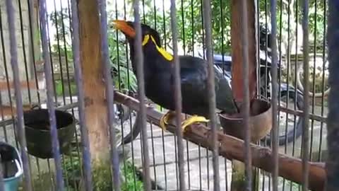 The Mynah bird talks so fluently 🤩🤩even better than a African Grey Parrot 🦜 You won't believe😱😱