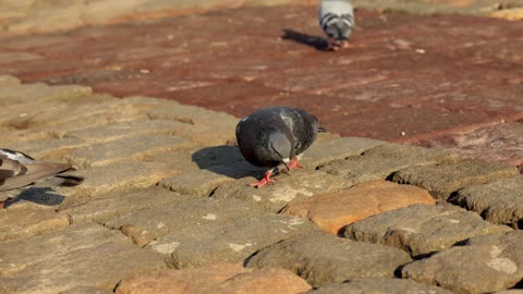 Pigeon Dove Birds Nature Wings Feathers Wildlife Food & City Urban