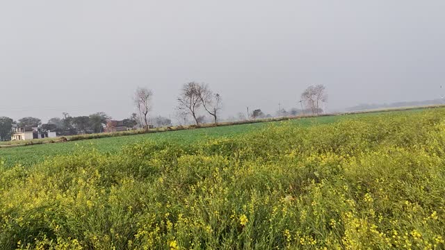 Beautiful Morning in Winter, Walking Around Mustard Crop Field