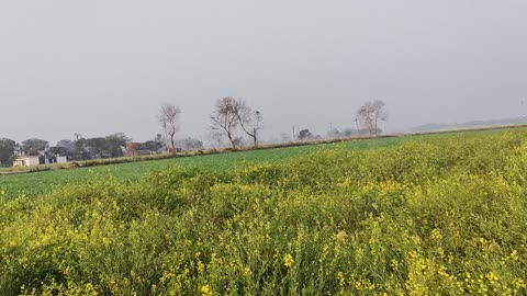 Beautiful Morning in Winter, Walking Around Mustard Crop Field