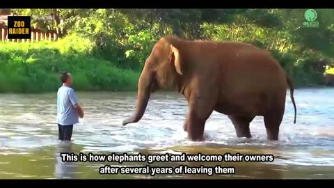 Elephants Reunited With Their Owner