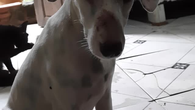 zuco waiting for something to fall on the floor for him to enjoy
