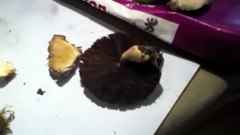 Don't eat the yellow-staining "brown" mushrooms!!!