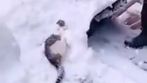 Snow cat