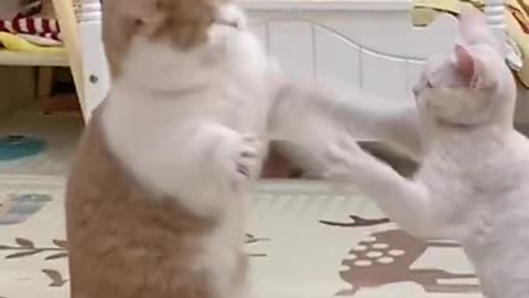 FUNNY CATS