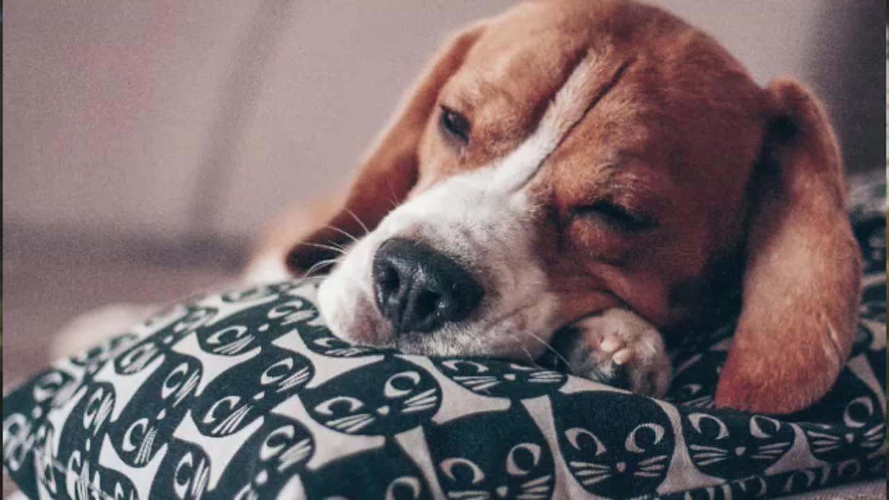sounds will your dog fall to sleep