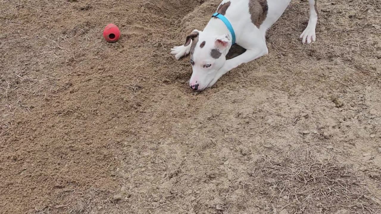 Diggin' Vinny