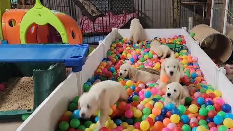 Lula & Firelight Girls Ball Pit