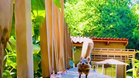 Tag your #trending#love#reeos#cute#viral#short