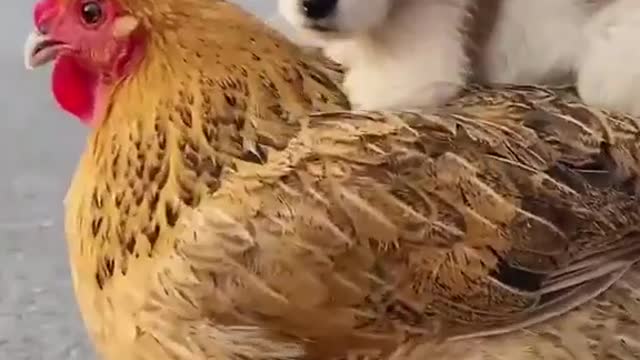 Cute puppy gives kisses to his best friend cock