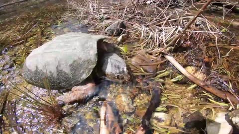 Snapping Turtle