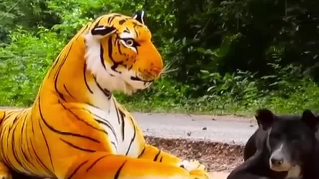 TIGER VS DOG!!!