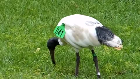 Australian White Ibis Probing in the Grass