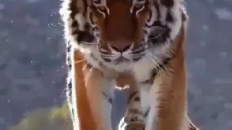 wildlife