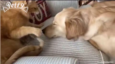 Cats and dogs funny videos 😁😁