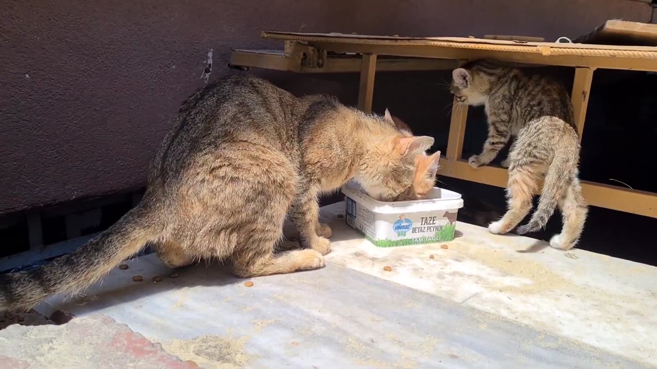 Mother Cat took her Kittens out of the nest to sunbathe