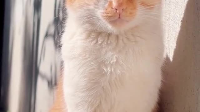 Haaaa, the kitten is dozing off
