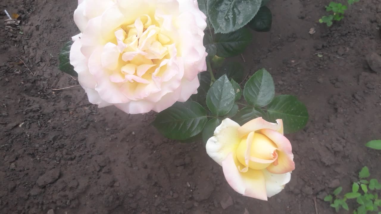 A couple of white roses