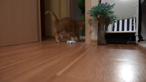 Interactive Cat Toys