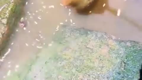 Fishing trick