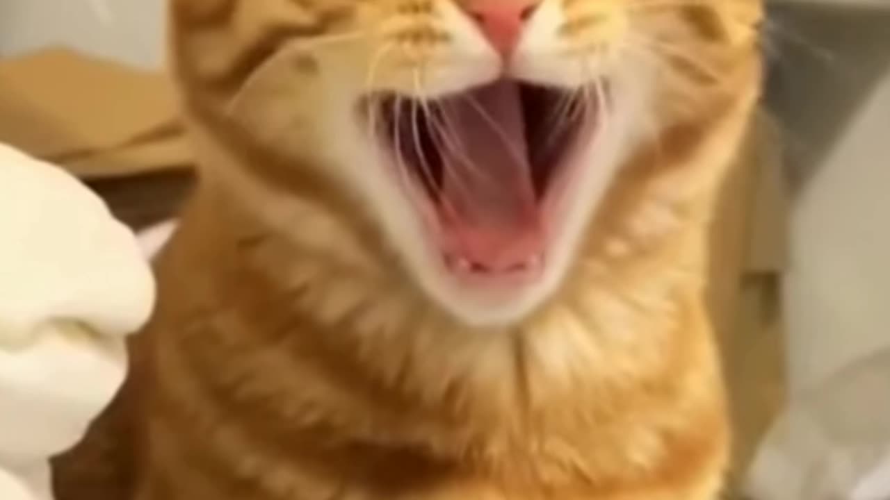 Funny cat video