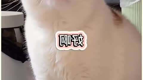 Cats are so funny you will die laughing - Funny cat compilation