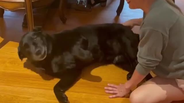 Learn How To Train Your Dog in Fun Way As They are Trained in Dog Training Academy