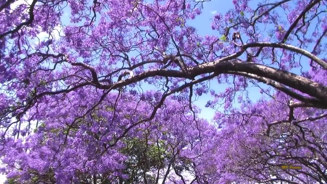 Jacaranda Season in Sydney Spring