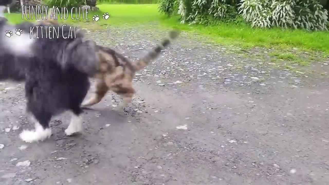 CATS AND DOGS Awesome Friendship - Funny Cat and Dog Vines COMBINATION