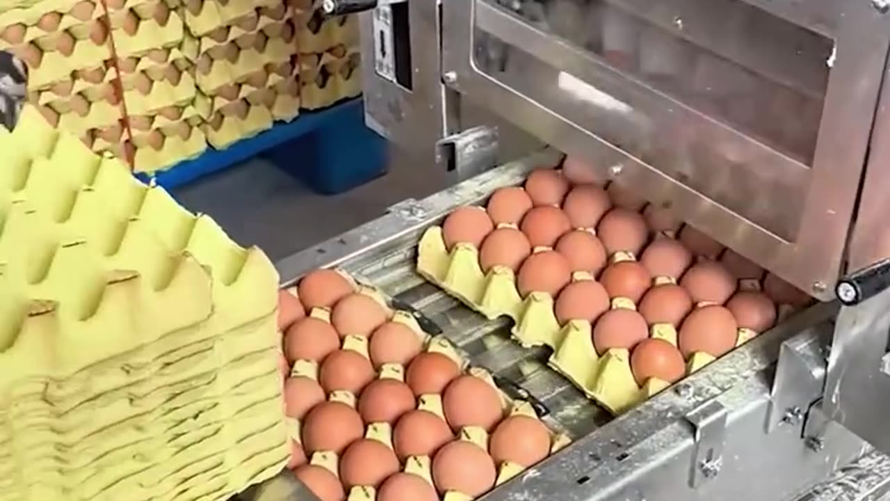 Step inside the eggs factory and see the process up close!.hd