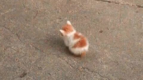 Cute Cat