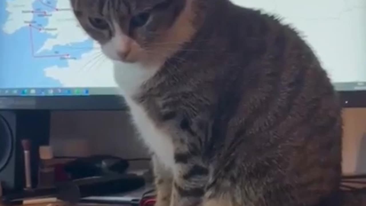 Funny animals - Funny cats / dogs - Funny animal videos πΌπΉπ