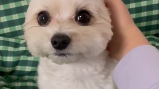 ait for the end to witness the cutest sound flaps!πΆπ #dogs #shorts