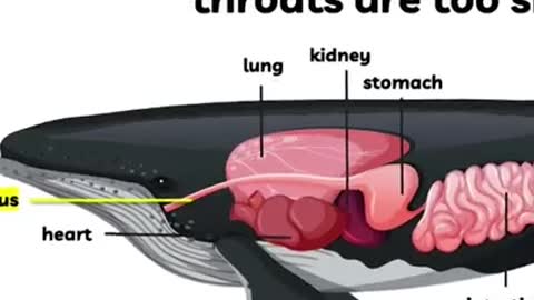 Humpback Whale's Mouth #short