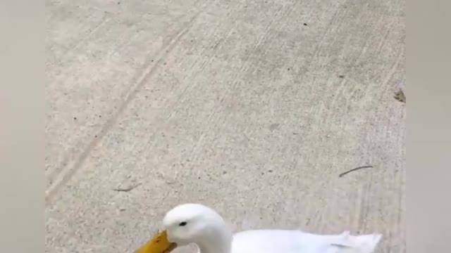 Dog And Duck Best Friends