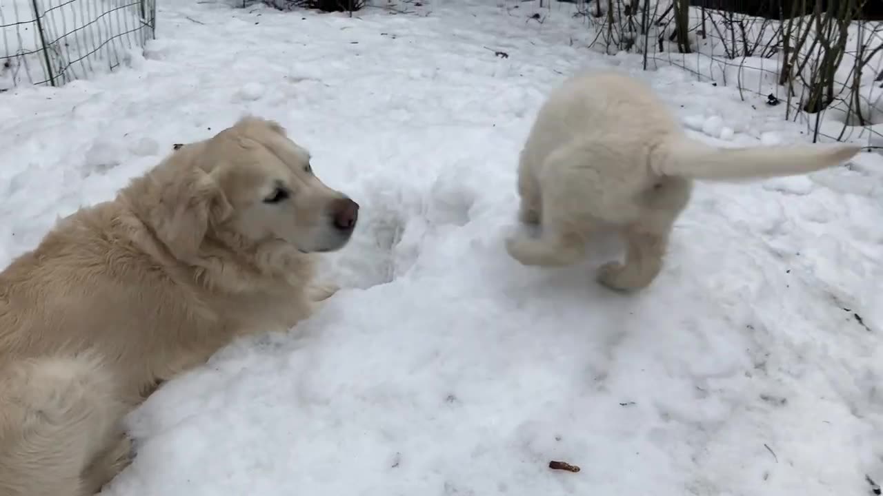 Golden Retriever Puppy Martta Playing in Snow